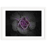 Backyard Flowers No 108 Color Version