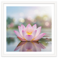 Ethereal Lotus Bloom: Serene Botanical Reflection