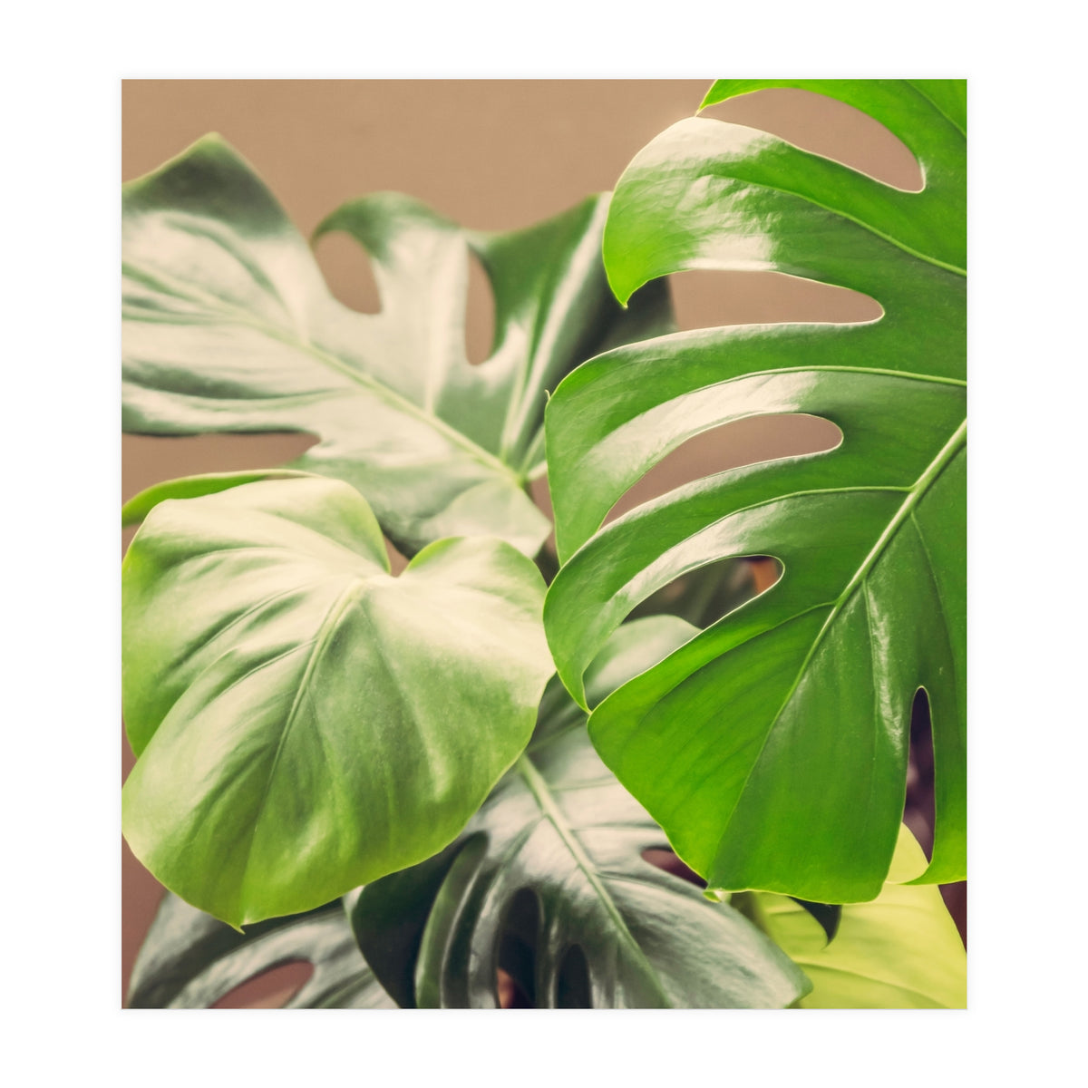 Monstera Mix (Print Only)