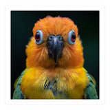 Close Up Sun Conure Parrot Portrait Eyes (Print Only) thumbnail