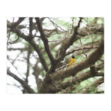 Mini sun (Print Only) thumbnail