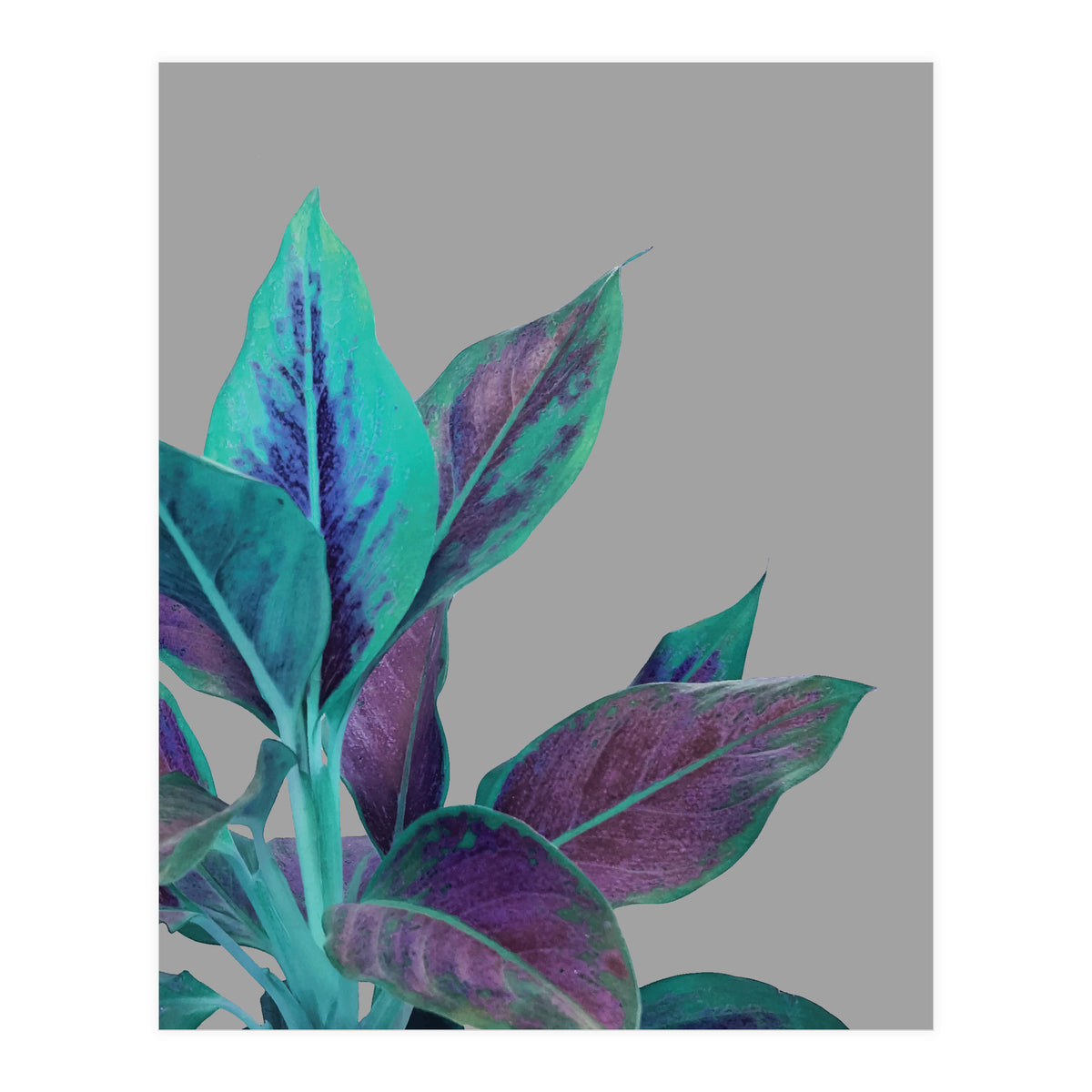 Still Nature (Print Only)