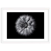 Backyard Flowers In Black And White No 10 Flow Version