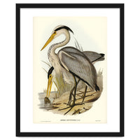 Elizabeth Gould – Great Grey Heron (Ardea leucophaea) | Birds of Australia Illustration