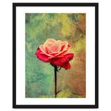 A Vibrant Red Rose thumbnail