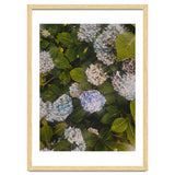 Hydrangeas | Portrait thumbnail