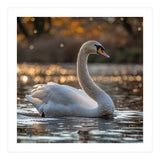 Graceful Swan Gliding On Reflective Water Surface (Print Only) thumbnail