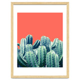 Cactus On Coral thumbnail