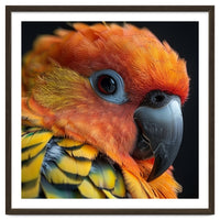 Close Up Of A Sun Conure Parrot's Head