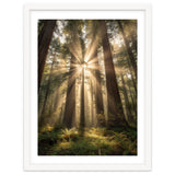 Ethereal Redwood Sanctuary: Sunbeams in the Ancient Forest thumbnail