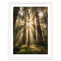 Ethereal Redwood Sanctuary: Sunbeams in the Ancient Forest