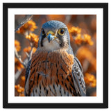 Close Up Of A Kestrel Bird Of Prey thumbnail