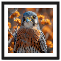 Close Up Of A Kestrel Bird Of Prey