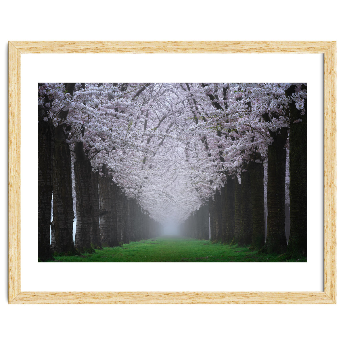 Cherry trees in the fog