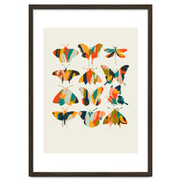 Colorful Butterflies