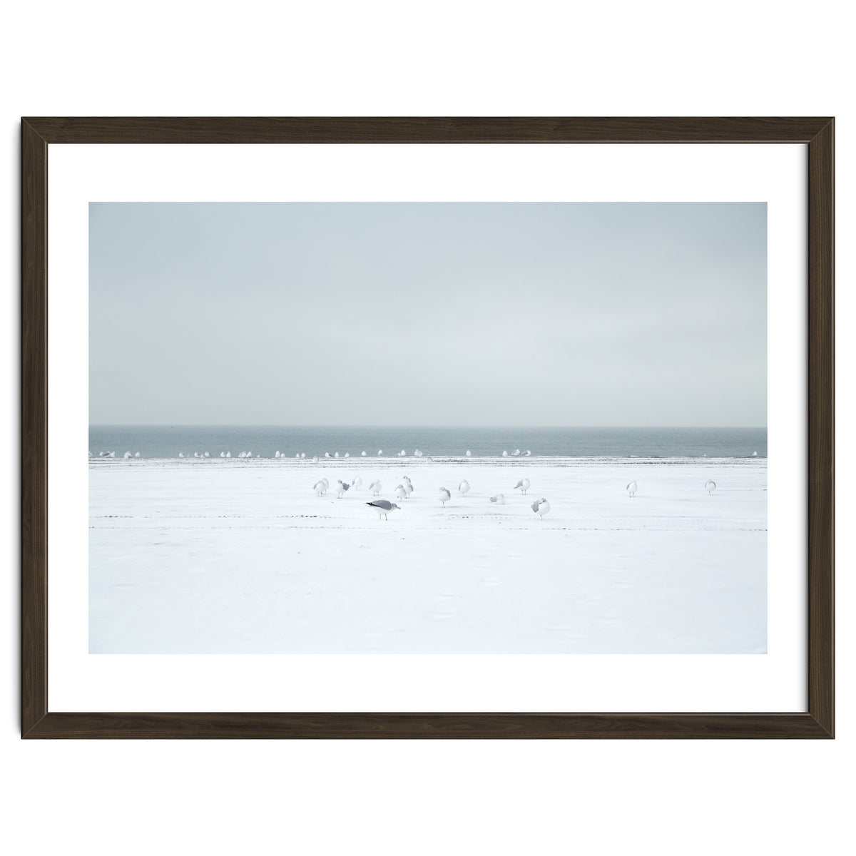 Seagulls in the Snow beach