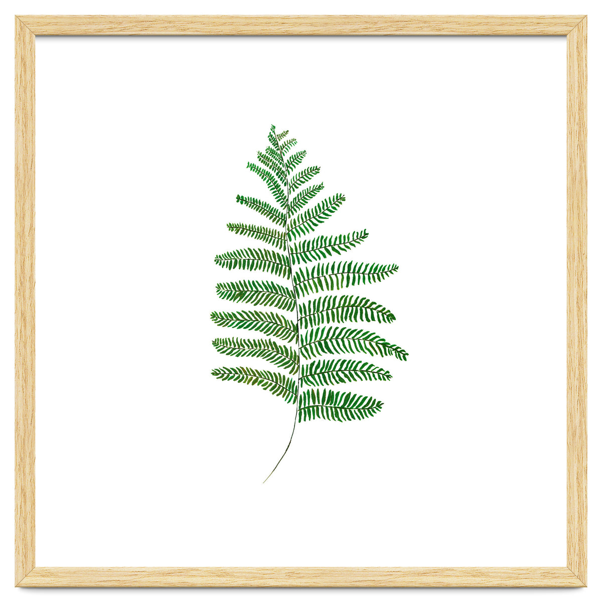 Fern