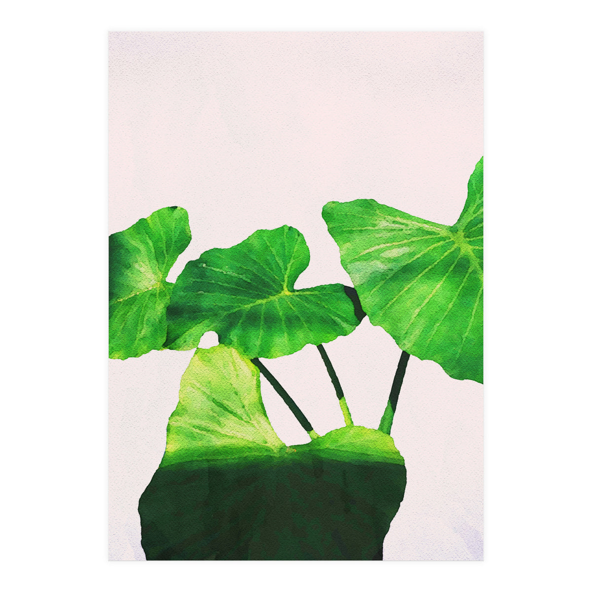 Taro Dimensionality (Print Only)