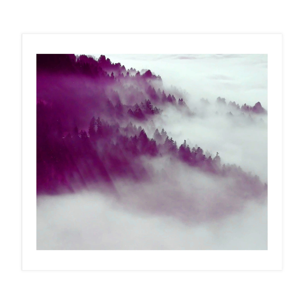 Forest Fog (Print Only)