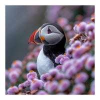 Atlantic Puffin Amidst Pink Heather Flowers (Print Only)