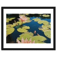 Lotus Pond | Landscape