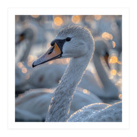 Majestic Swan Close Up With Water Droplets (Print Only)