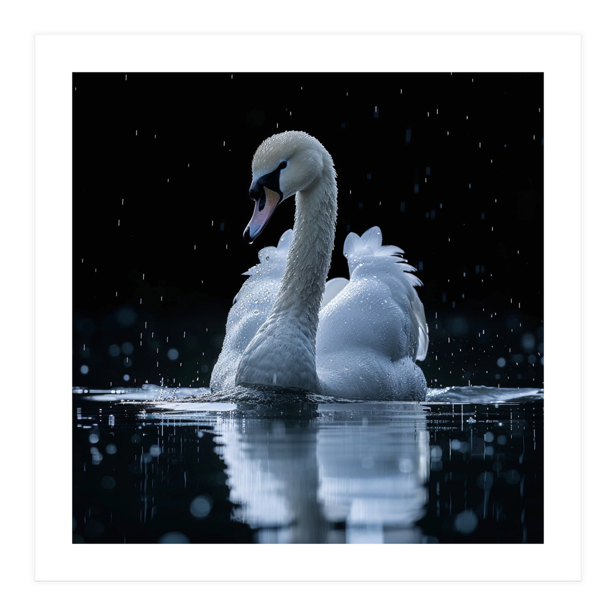 Majestic Swan Swimming In Dark Water (Print Only)