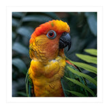 Close Up Of A Colorful Sun Conure Parrot (Print Only) thumbnail