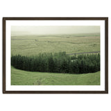 Small forest - Iceland thumbnail