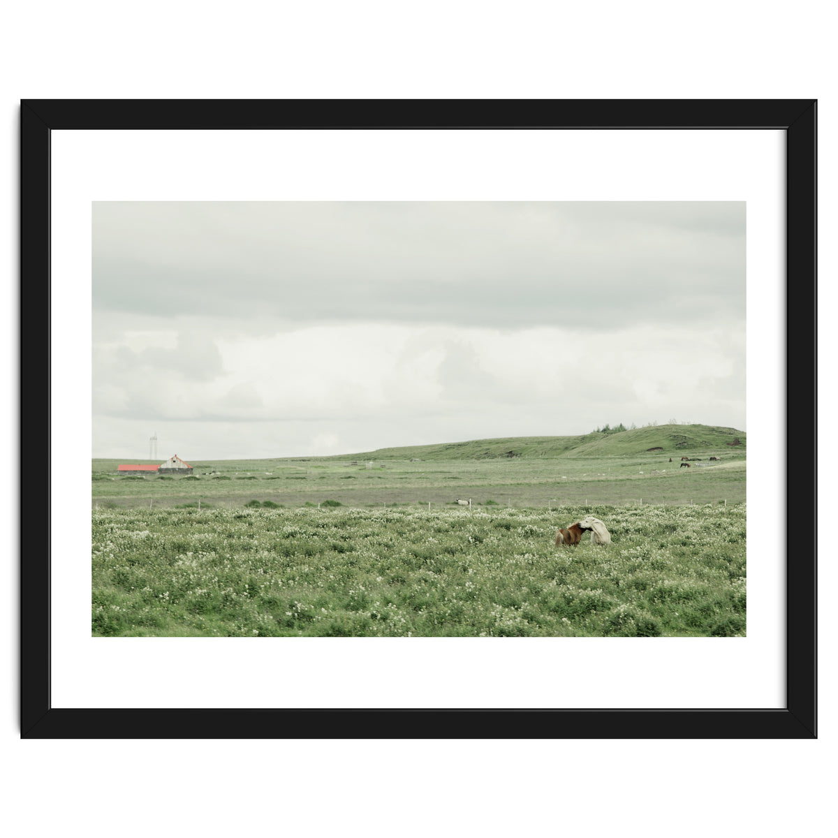 Horses in the middle of the green field - Iceland