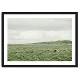 Horses in the middle of the green field - Iceland thumbnail