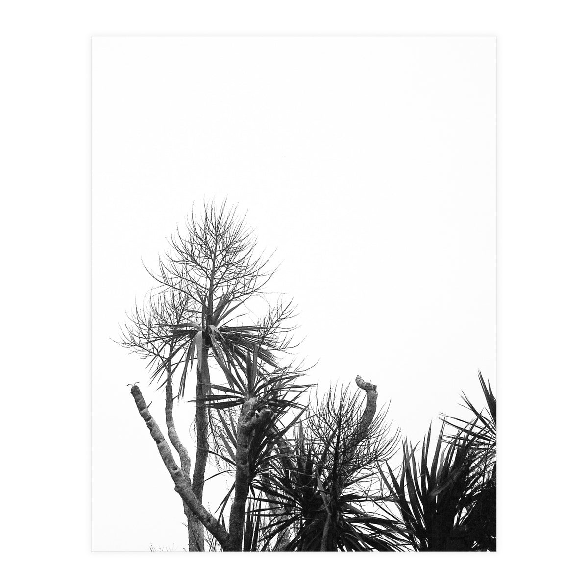 Miminalist Palm (Print Only)