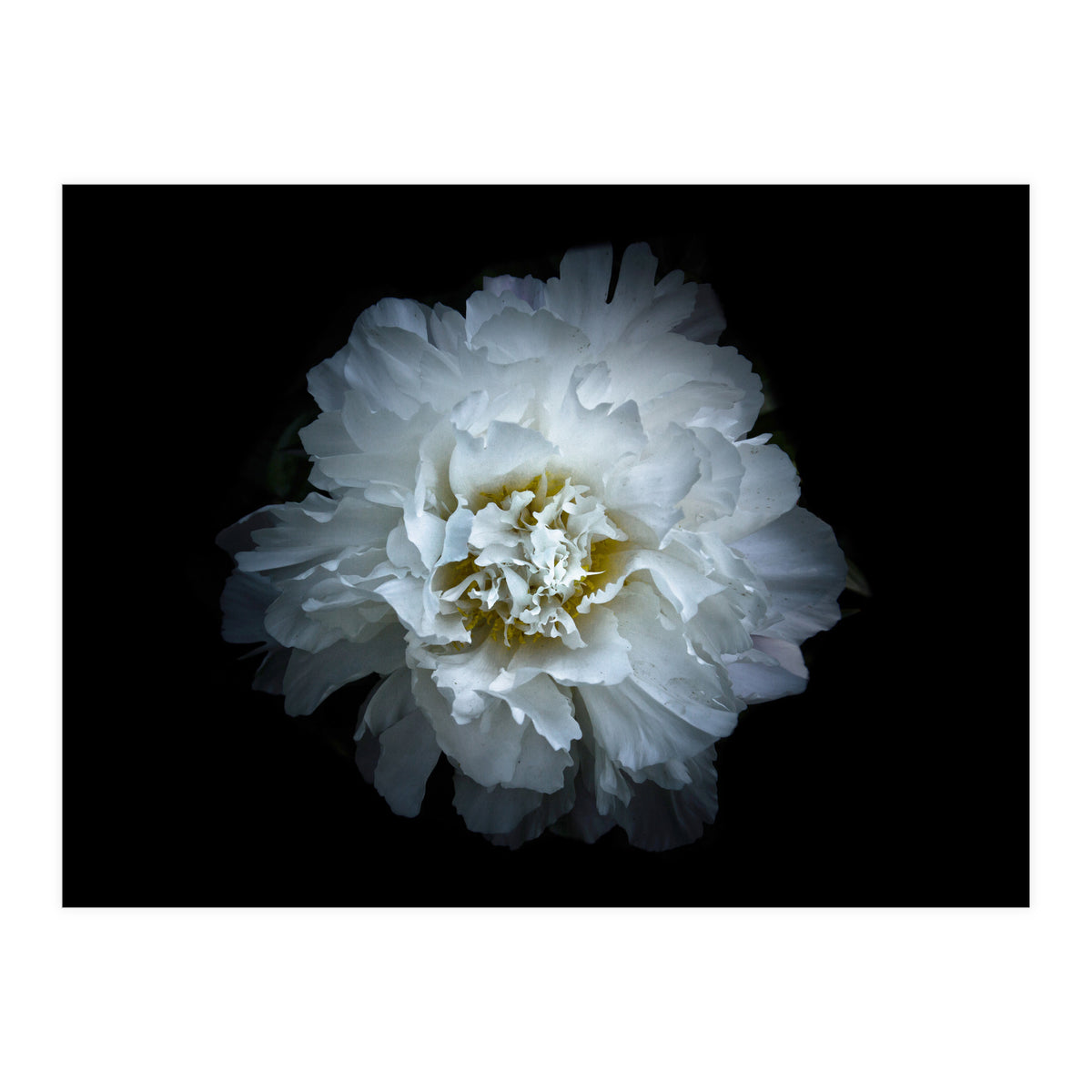 Backyard Flowers No 90 Color Version (Print Only)