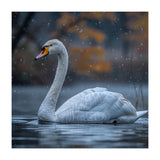 Swan Floating Gracefully On Water In Autumn (Print Only) thumbnail