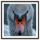 Close Up Of A Swan's Face With Water Droplets thumbnail