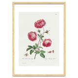 John Edwards – Larger Provence Rose (1770–1775) thumbnail