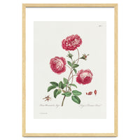 John Edwards – Larger Provence Rose (1770–1775)