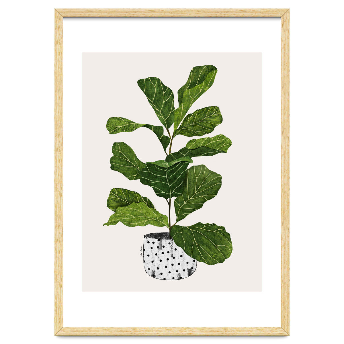 Fiddle Leaf Fig Tree Plant