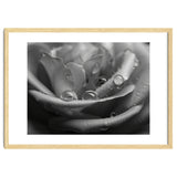 Ethereal Monochromatic Rose Petal Macro thumbnail