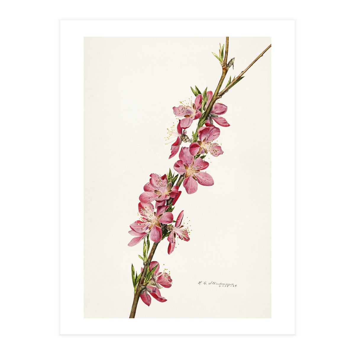 Royal Charles Steadman – Peach (Prunus persica) (1924) (Print Only)