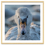 Close Up Of A Swan In Frost Winter Bird Close Up thumbnail