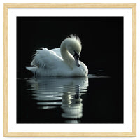 White Swan Gracefully Swimming In Dark Water