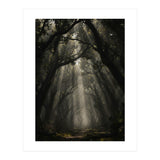 Enchanted Canopy: Mystical Forest Path (Print Only) thumbnail