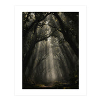 Enchanted Canopy: Mystical Forest Path (Print Only)