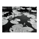 Lotus Pond | Black & White Landscape (Print Only) thumbnail