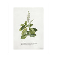 Georg Dionysius Ehret – Cinnamomum Illustration (1708–1770) (Print Only)