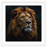Majestic Lion Portrait In Gentle Rain