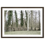 Sole white birch in the trees thumbnail
