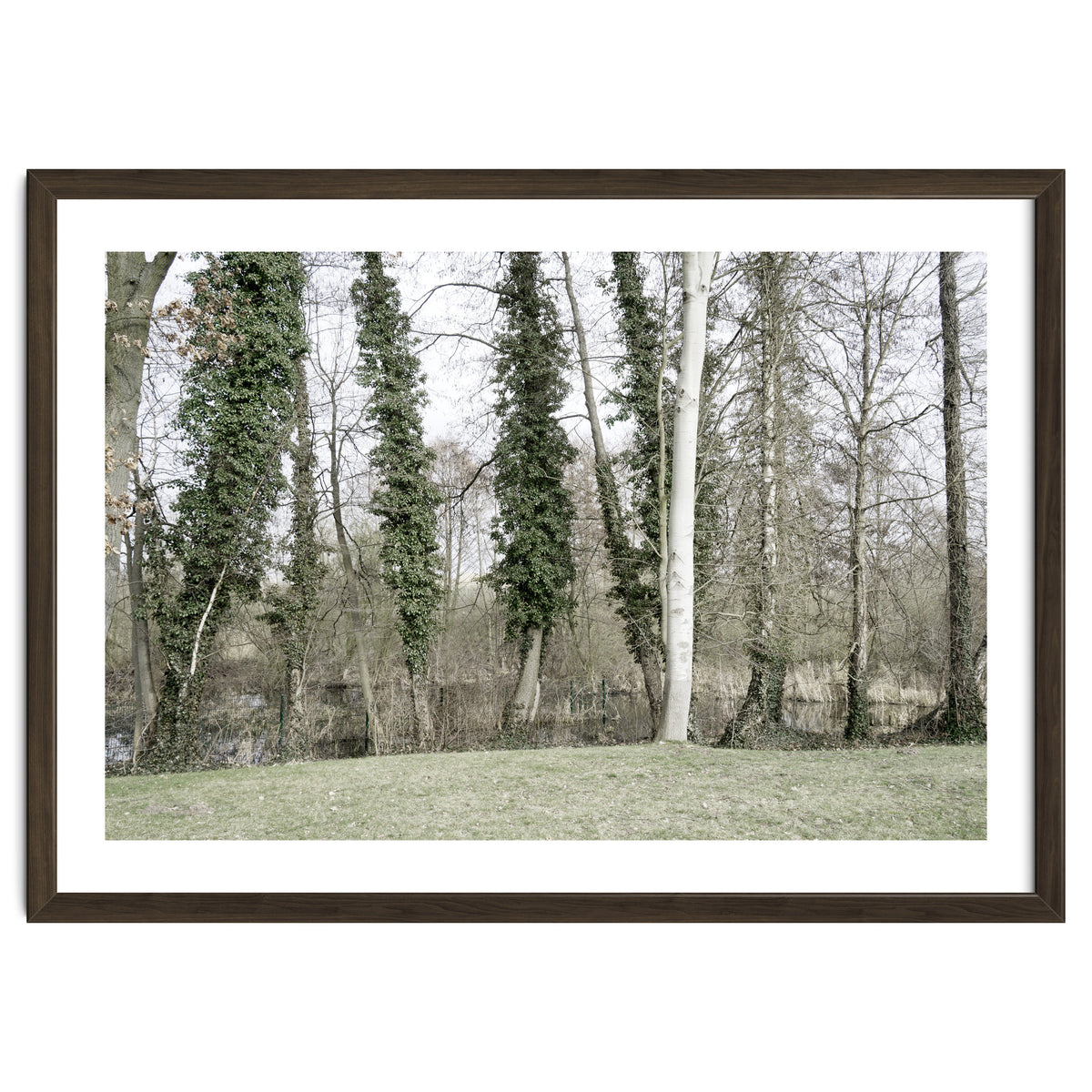 Sole white birch in the trees