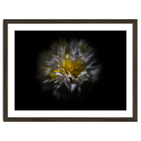 Backyard Flowers No 25 Color Flow Version